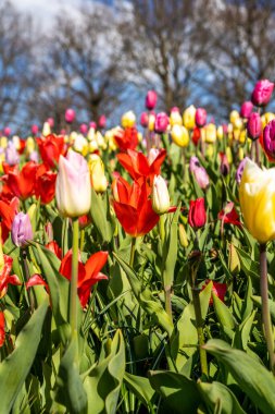Hollanda 'da bahar mevsimi laleleri sırasında çekilen renkli lale tarlaları. Yüksek kalite fotoğraf