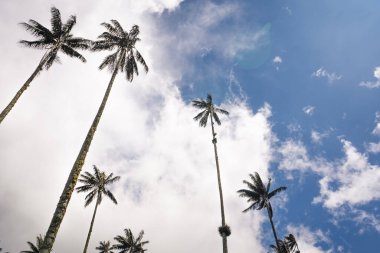 Salento 'daki en yüksek hindistan cevizi palmiyesi ağaçları, Kolombiya' daki Disney köyü. Yüksek kalite fotoğraf