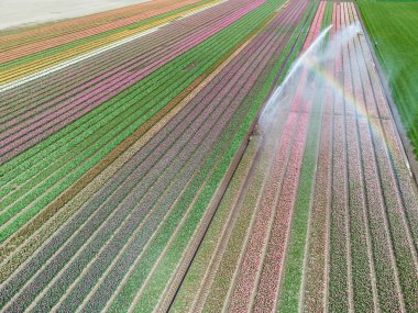 Hollanda 'da bahar mevsimi laleleri sırasında çekilen renkli lale tarlaları. Yüksek kalite fotoğraf