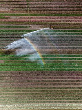 Hollanda 'da bahar mevsimi laleleri sırasında çekilen renkli lale tarlaları. Yüksek kalite fotoğraf