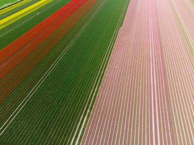 Hollanda 'da bahar mevsimi laleleri sırasında çekilen renkli lale tarlaları. Yüksek kalite fotoğraf