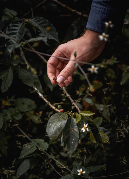 Koffieplantages Colombia Productie Van Koffiebonen Buurt Van Salento Hoge Kwaliteit — Stockfoto