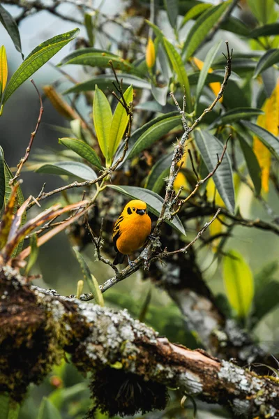 Tropisk Fågel Salento Colombia Njuter Lite Frukt Högkvalitativt Foto — Stockfoto