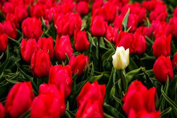 Coloridos Campos Tulipanes Capturados Los Países Bajos Durante Temporada Primavera —  Fotos de Stock