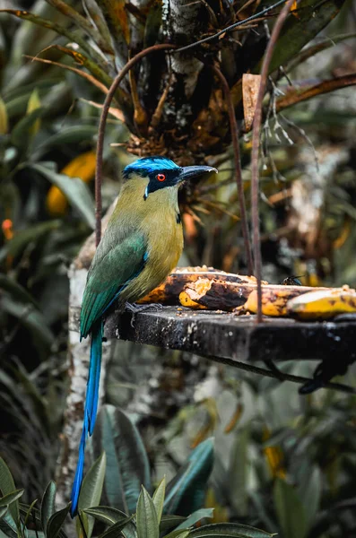 Tropische Vogel Salento Colombia Genietend Van Wat Fruit Hoge Kwaliteit — Stockfoto