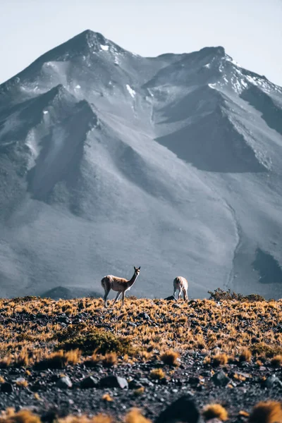 Vicuna Animal Lama Frente Montañas Volcánicas San Pedro Atacama Chile —  Fotos de Stock