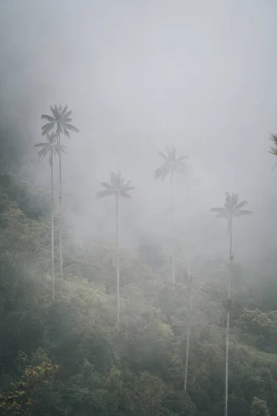 Nejvyšší Kokosové Palmy Salentu Disney Village Kolumbii Kvalitní Fotografie — Stock fotografie