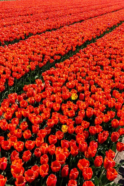 五彩缤纷的郁金香地 在荷兰春天的郁金香季节收获 高质量的照片 — 图库照片