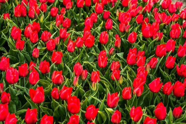 Champs Tulipes Colorés Capturés Aux Pays Bas Pendant Saison Printanière — Photo