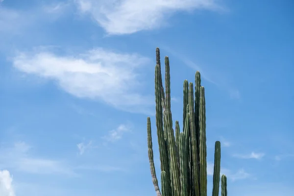 Extreem Klimaat Cactussen Tatacoa Desert Colombia Villavieja Hoge Kwaliteit Foto — Stockfoto