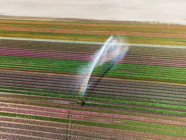 Farbenfrohe Tulpenfelder Die Den Niederlanden Während Der Frühlingssaison Von Tulpen — Stockfoto