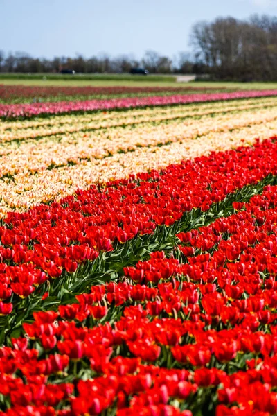 Кольорові Поля Тюльпанів Захоплені Нідерландах Під Час Весняного Сезону Тюльпанів — стокове фото