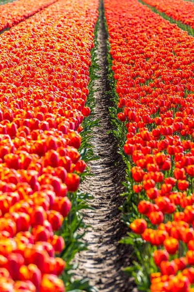 Barevná Tulipánová Pole Zachycená Nizozemsku Během Jarních Tulipánů Kvalitní Fotografie — Stock fotografie
