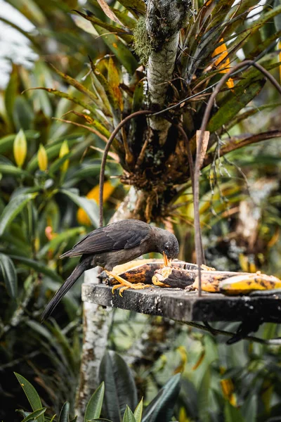 Oiseau Tropical Salento Colombie Dégustant Quelques Fruits Photo Haute Qualité — Photo