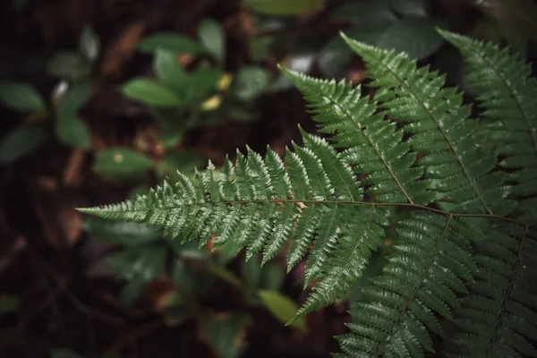 Flora Pflanzen Und Bäume Amazonas Regenwald Leticia Kolumbien Hochwertiges Foto — Stockfoto