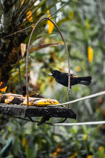 Tropisk Fågel Salento Colombia Njuter Lite Frukt Högkvalitativt Foto — Stockfoto