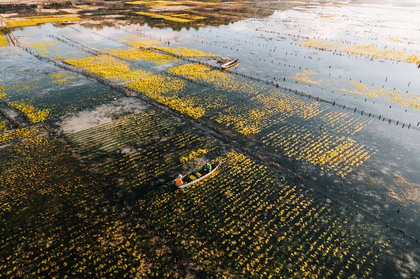 Aerial Drone Photo Seaweed Farms Nusa Lembongan Ceningan Bali Indonesia — стокове фото
