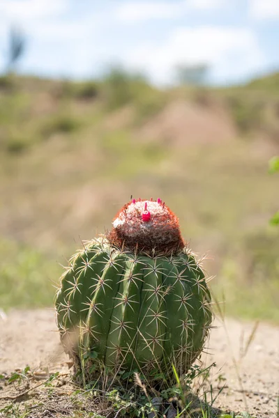 Extremt Klimat Och Kaktusar Tatacoa Desert Colombia Villavieja Högkvalitativt Foto — Stockfoto