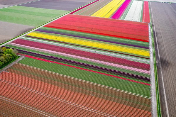 五彩缤纷的郁金香地 在荷兰春天的郁金香季节收获 高质量的照片 — 图库照片