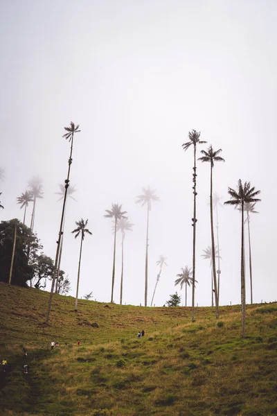 콜롬비아의 디즈니 빌리지살 멘토에서 코코넛 트리입니다 고품질 — 스톡 사진