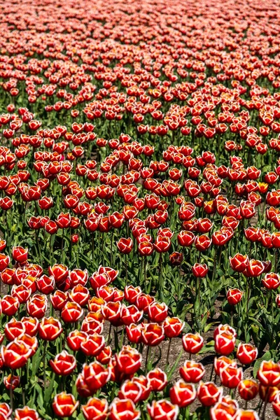 Barevná Tulipánová Pole Zachycená Nizozemsku Během Jarních Tulipánů Kvalitní Fotografie — Stock fotografie