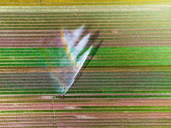 Colourful Tulip Fields 네덜란드에서 봄철의 밭이다 고품질 — 스톡 사진