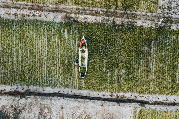Flygdrönare Foto Seaweed Farms Nusa Lembongan Ceningan Bali Indonesien Högkvalitativt — Stockfoto