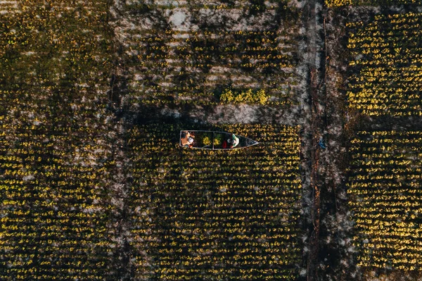 Flygdrönare Foto Seaweed Farms Nusa Lembongan Ceningan Bali Indonesien Högkvalitativt — Stockfoto