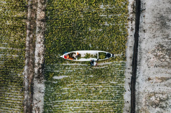 Aerial Drone Photo Seaweed Farms Nusa Lembongan Ceningan Bali Indonesia — стокове фото