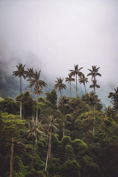 stock image Highest Coconut Palm Trees in Salento, Disney Village in Colombia. High quality photo