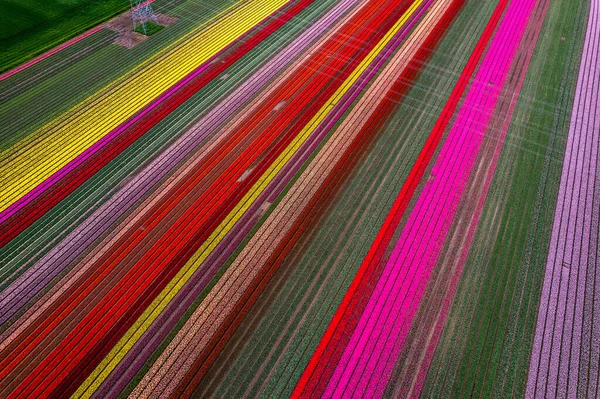 Цветные Тюльпановые Поля Захваченные Нидерландах Время Весеннего Сезона Тюльпанов Высокое — стоковое фото
