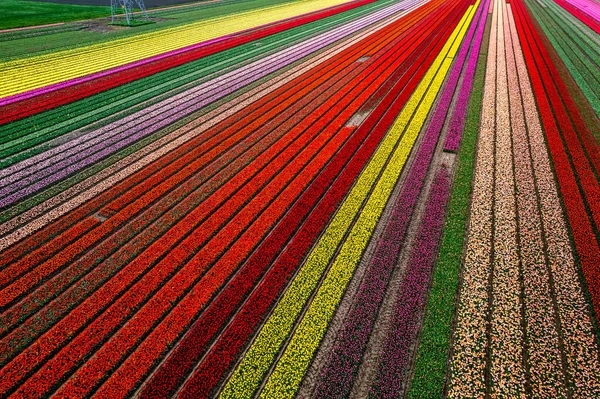 Coloridos Campos Tulipanes Capturados Los Países Bajos Durante Temporada Primavera —  Fotos de Stock