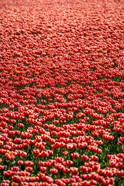 Färgglada Tulpanfält Fångade Nederländerna Vårsäsongen Tulpaner Högkvalitativt Foto Royaltyfria Stockfoton
