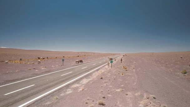 Lamas Loopt Straat Zuid Amerika Hoge Kwaliteit Foto — Stockvideo
