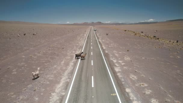 Lamas Chodí Ulici Jižní Americe Kvalitní Fotografie — Stock video