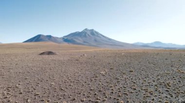 San Pedro de Atacama Şili 'deki volkanik dağların önündeki Vicuna hayvan lama. Yüksek kalite fotoğraf