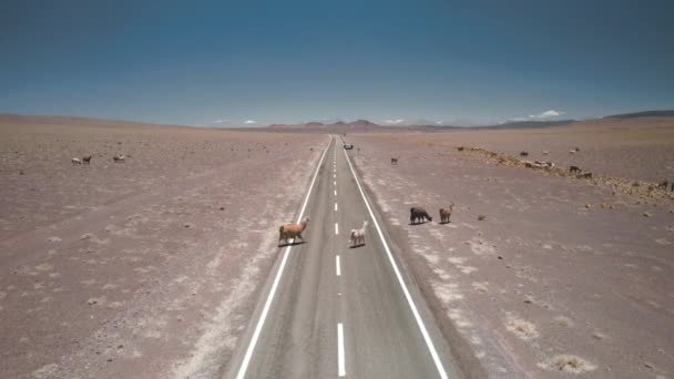 Lamas Auf Der Straße Südamerika Hochwertiges Foto — Stockvideo