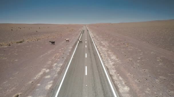 Lamas Chodí Ulici Jižní Americe Kvalitní Fotografie — Stock video