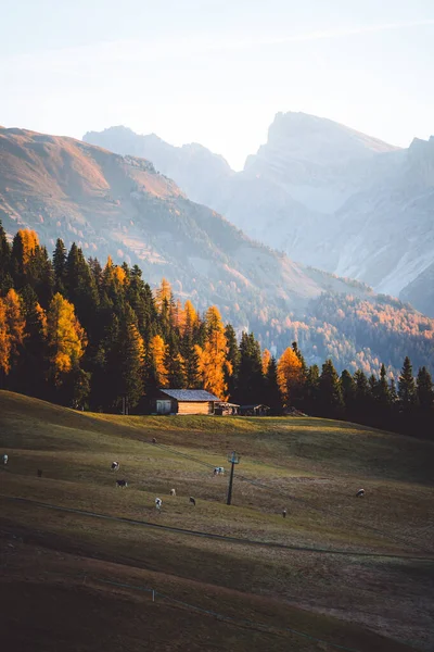 Podzimní Krajina Alpe Siusi Východ Slunce Dolomites Jižní Tyrolsko Itálie — Stock fotografie