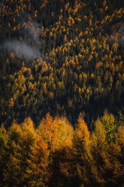 Avusturya, Alpler ve Tyrol 'daki sonbahar ağaçlarının arkaplan fotoğrafı. Yüksek kalite fotoğraf