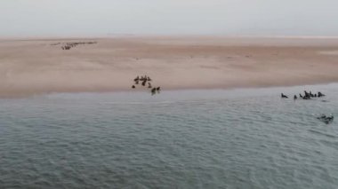 Walvis Körfezi, Namibya, Afrika 'daki Pelikan Noktasındaki Hava Aracı Mühür Kolonisi. Yüksek kalite 4k görüntü