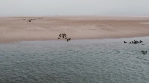 Aerial Drone View Seal Colony Pelican Point Zatoce Walvis Namibia — Wideo stockowe
