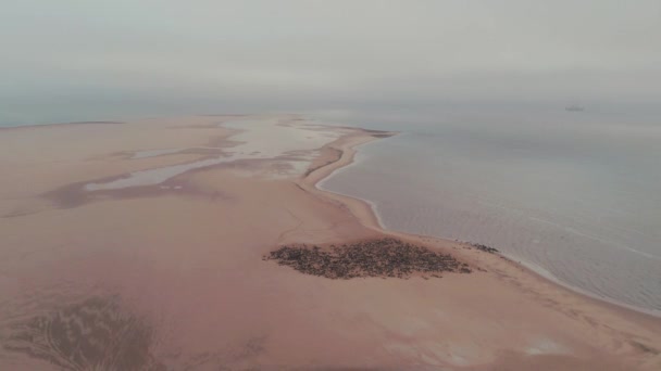Flygdrönare Utsikt Över Sälkolonin Vid Pelican Point Walvis Bay Namibia — Stockvideo