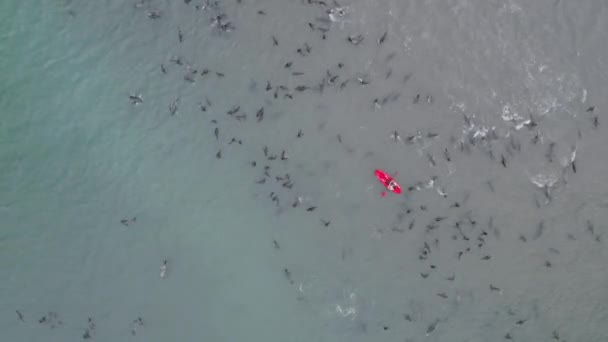 Vista Aérea Del Dron Colonia Focas Pelican Point Walvis Bay — Vídeo de stock