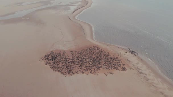 Vista Aérea Del Dron Colonia Focas Pelican Point Walvis Bay — Vídeo de stock
