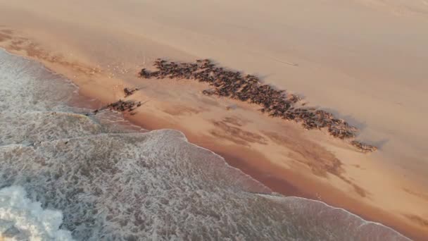 Luchtfoto Sunset Drone View Seal Colony Pelican Point Walvis Bay — Stockvideo