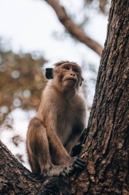 Sabahleyin Sigirya, Ulusal Park 'ta vahşi bir maymun. Yüksek kalite fotoğraf