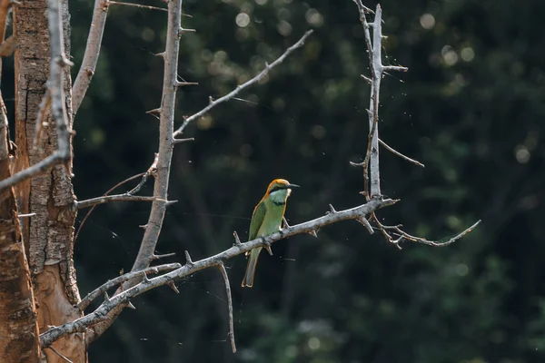 Pássaro Tropical Durante Passeio Safári Parque Nacional Udawalawa Foto Alta — Fotografia de Stock