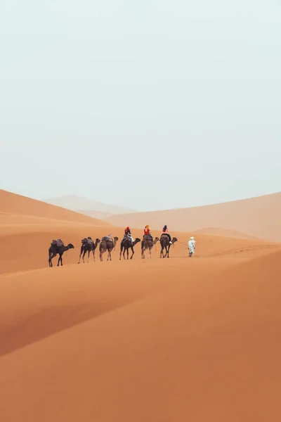 モロッコのメルツーガのサハラ砂漠を通って観光客と一緒にカメルトレッキング 高品質の写真 — ストック写真