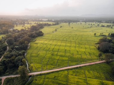 Sri Lanka kırsalındaki yeşil pirinç tarlalarının hava fotoğrafı. Yüksek kalite fotoğraf